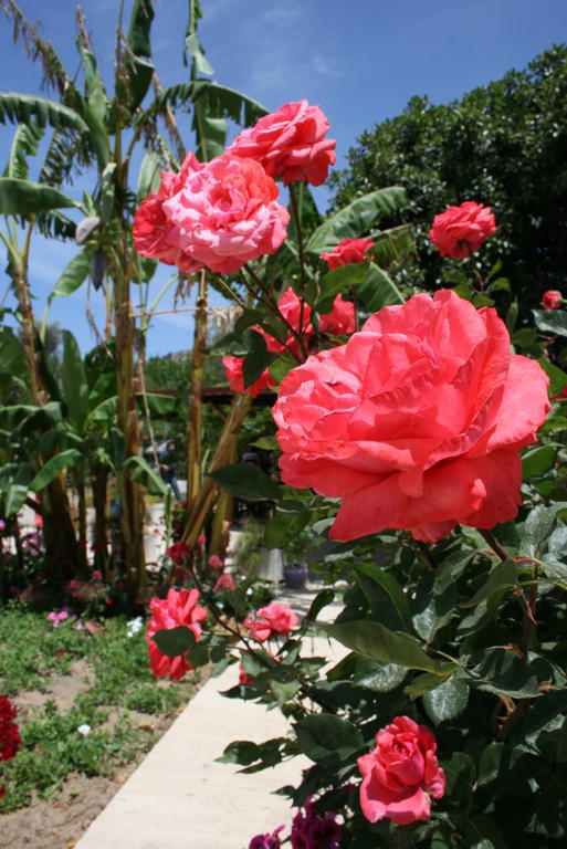 Paradise Garden Gumusluk Evleri Aparthotel Esterno foto